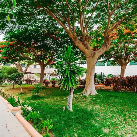 Hdfm Collection - Oasis *